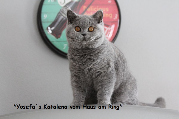 Katalena2